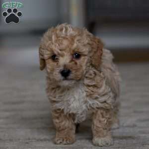 Cooper, Bich-Poo Puppy